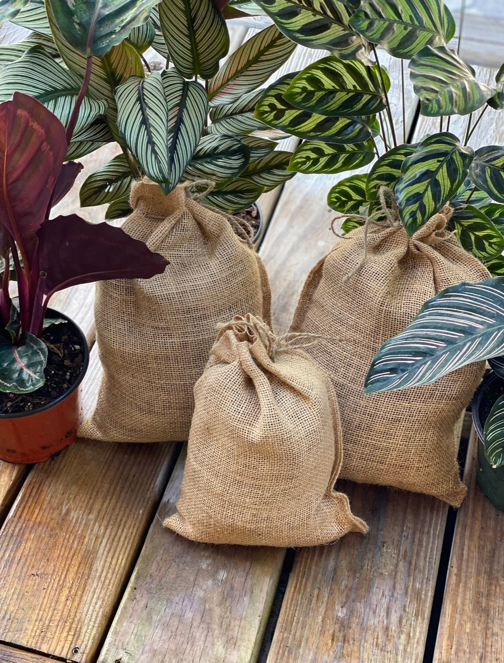 Sol Mix Plant Medium